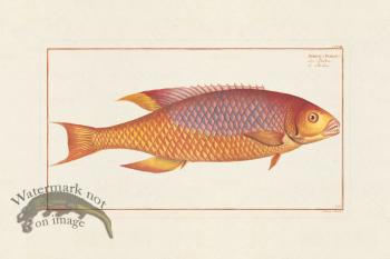 BLOCH FISH 223